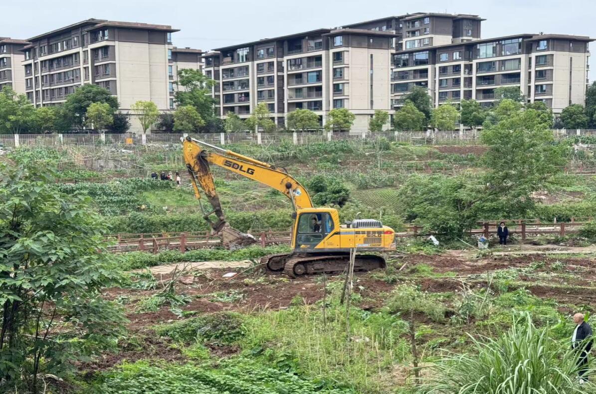 区城市管理局开展城市公共空间违规种菜专项整治