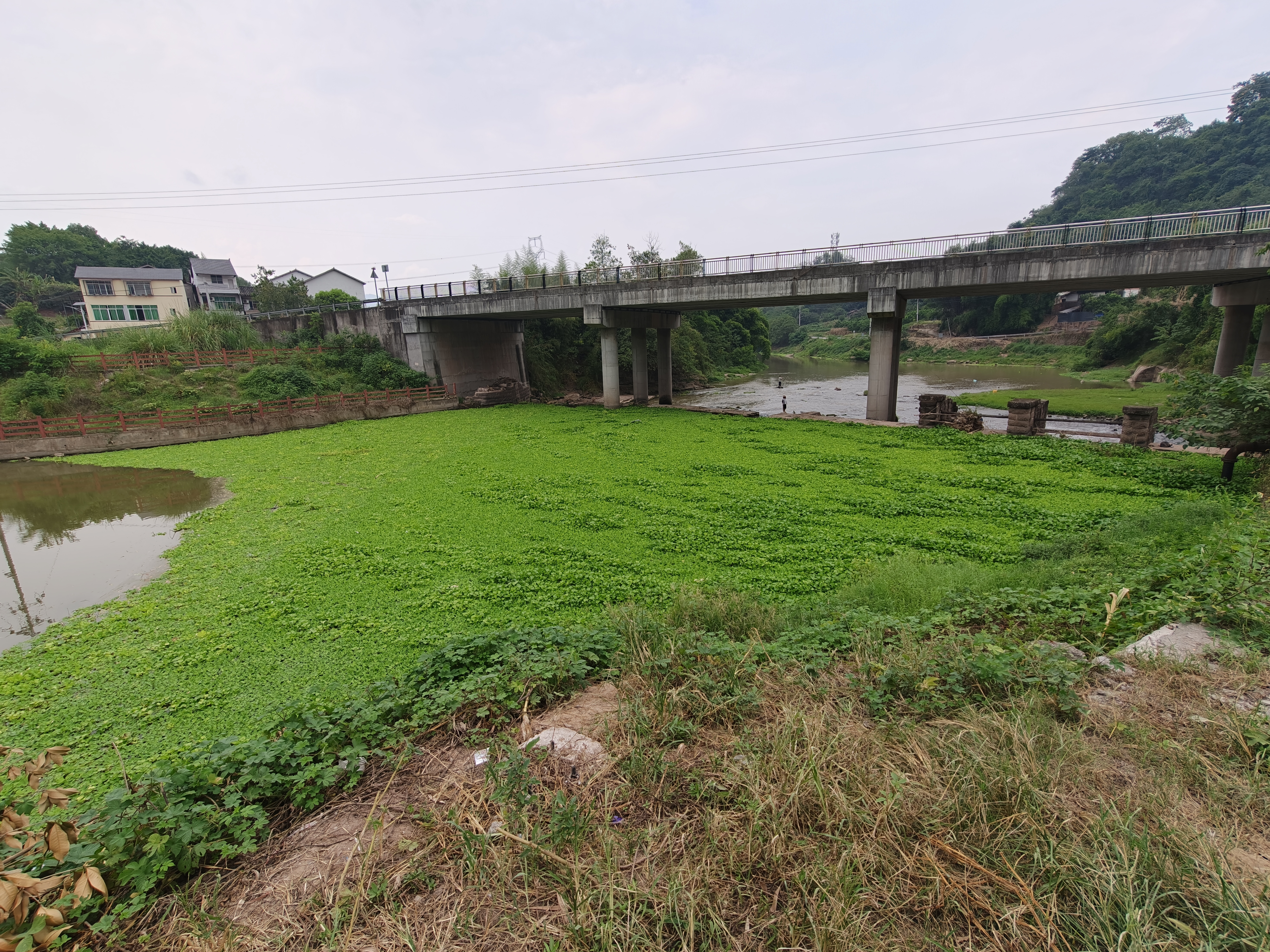 区农业农村委开展梁滩河流域水葫芦专项排查