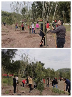 回龙坝镇：平安建设岗开展春季植树造林活动