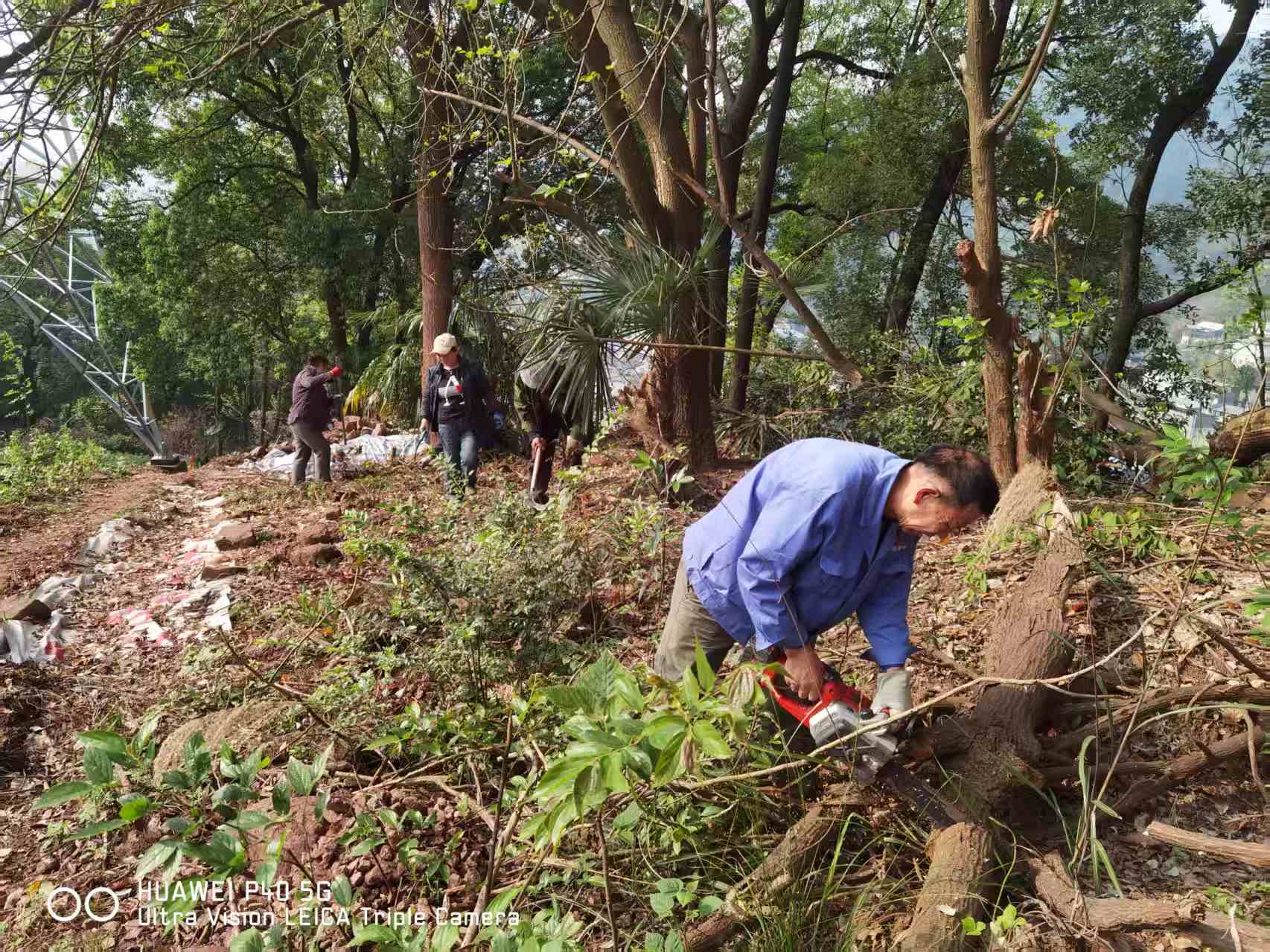 覃家岗街道梨树湾村：除林间隐患，护一方林安